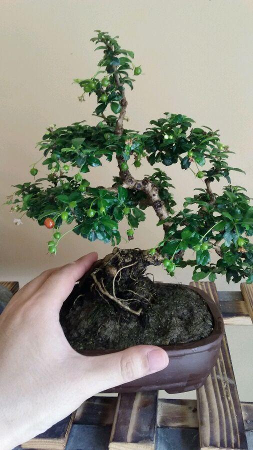 福建之声，向听众朋友们问好